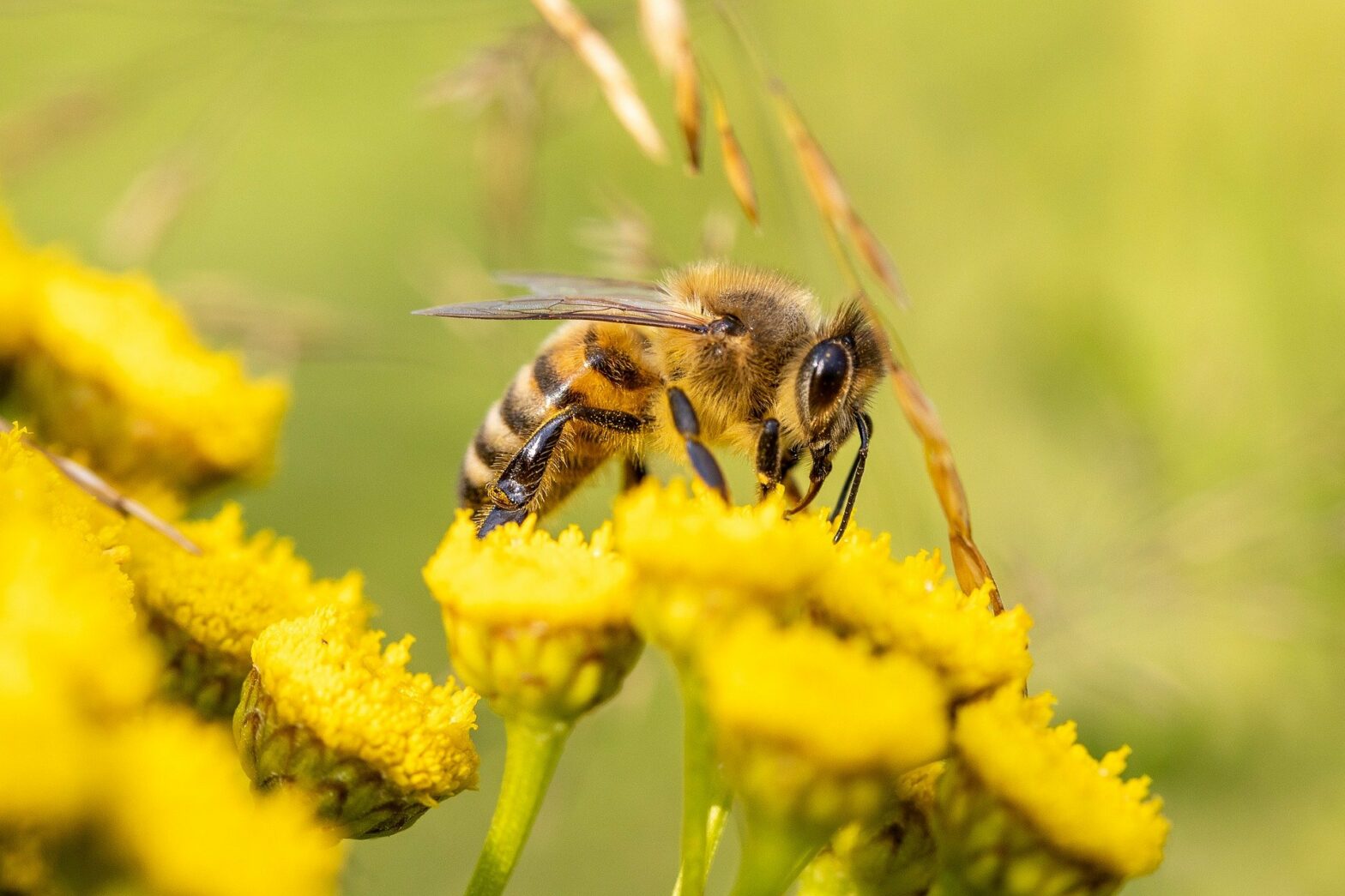A méhek és a növényvédőszerek